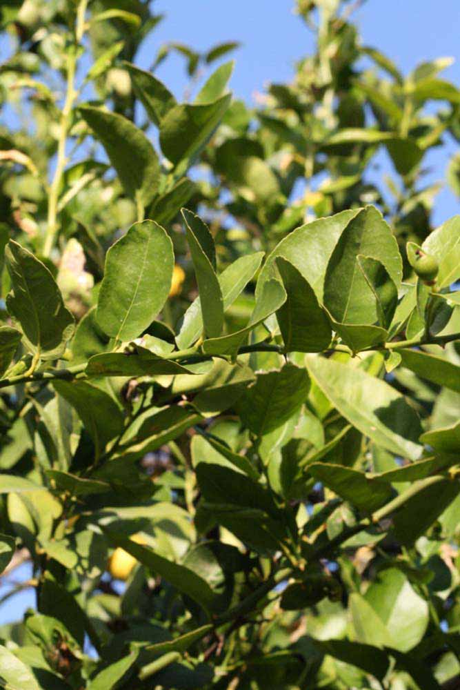            Sun leaves (Abhayapuri, Riverside, CA)   